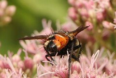 Tachinidae