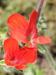 Pelargonium fulgidum