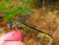 Phanogomphus cavillaris
