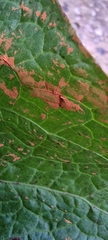 Puccinia phragmitis