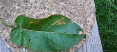 Puccinia phragmitis