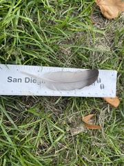 Columba livia domestica