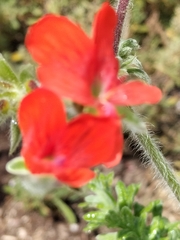 Pelargonium fulgidum