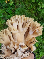 Ramaria flava