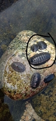Chiton magnificus