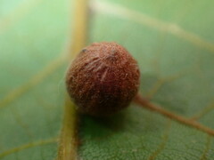 Caryomyia cilidolium