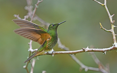 Boissonneaua flavescens