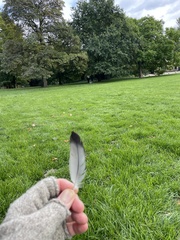 Columba livia domestica