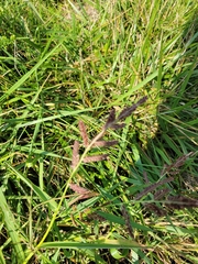 Echinochloa colona