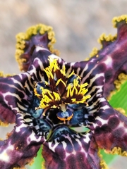 Ferraria crispa