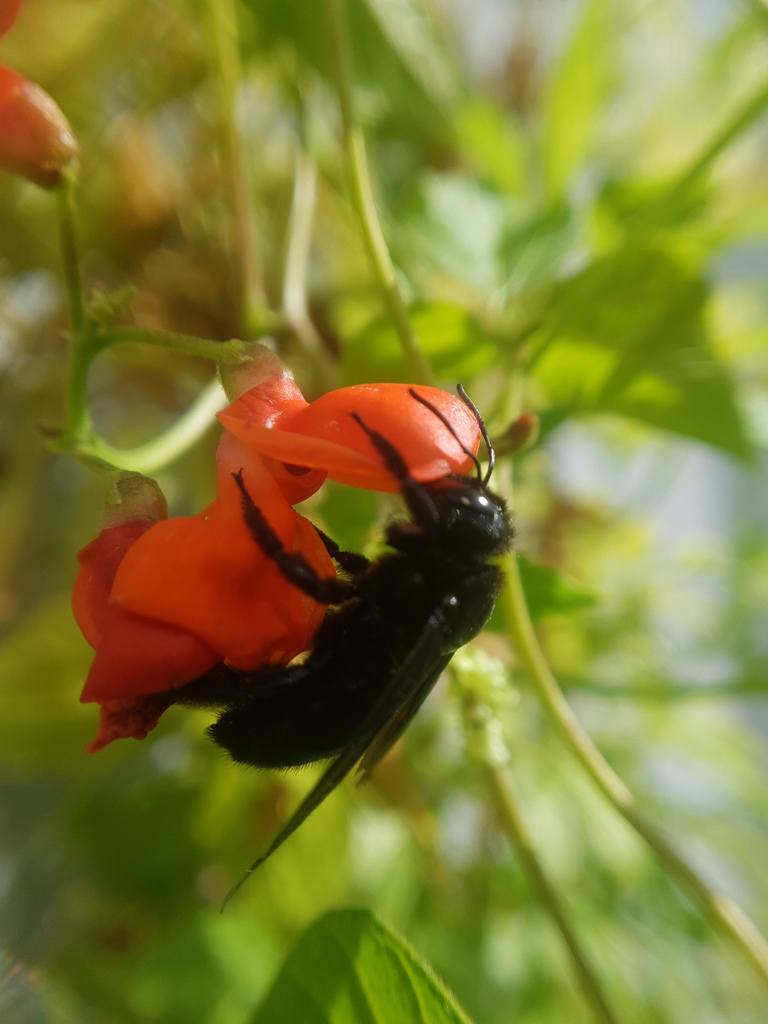 Violet carpenter bee (Xylocopa violacea)
