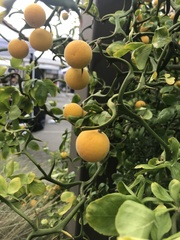 Citrus trifoliata
