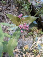 Asclepias cordifolia