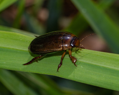 Hydaticus piceus