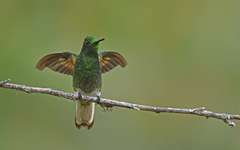 Boissonneaua flavescens