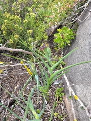 Ferraria crispa