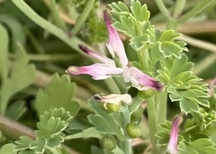 Fumaria