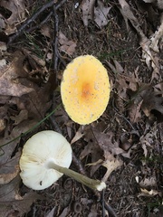 Amanita