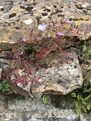 Geranium robertianum