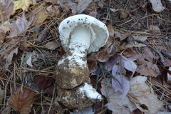 Amanita polypyramis