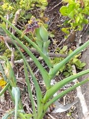 Ferraria crispa