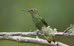 Boissonneaua flavescens