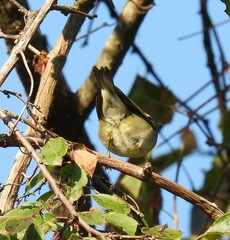 Vermivora chrysoptera