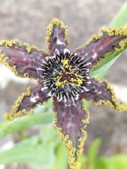 Ferraria crispa