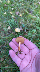 Chalciporus piperatus