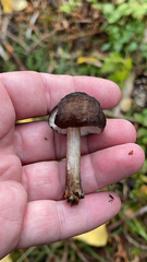 Pluteus exilis
