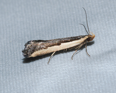 Dichomeris serrativittella
