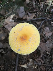 Amanita