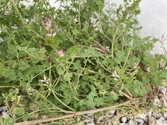 Fumaria