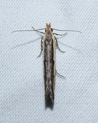 Dichomeris serrativittella
