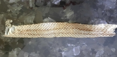 Zamenis scalaris