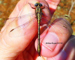 Phanogomphus cavillaris