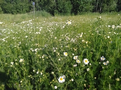Tripleurospermum inodorum