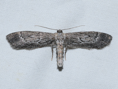Glaucina interruptaria