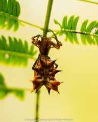 Micrathena