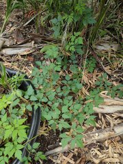 Cardiospermum grandiflorum