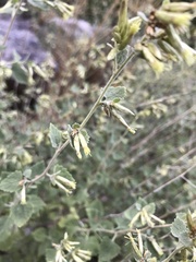 Brickellia californica