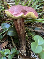 Xerocomellus intermedius