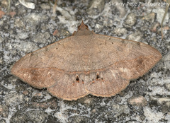 Anticarsia gemmatalis
