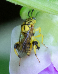 Conura amoena
