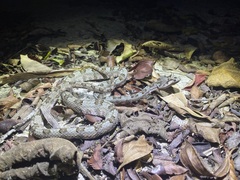 Protobothrops cornutus