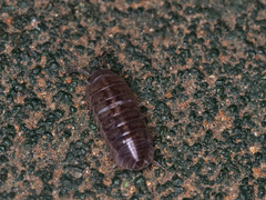 Armadillidium vulgare