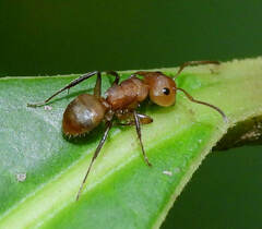 Camponotus latangulus
