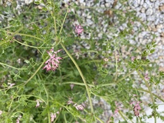 Fumaria