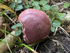 Xerocomellus intermedius