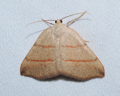 Drepanulatrix bifilata